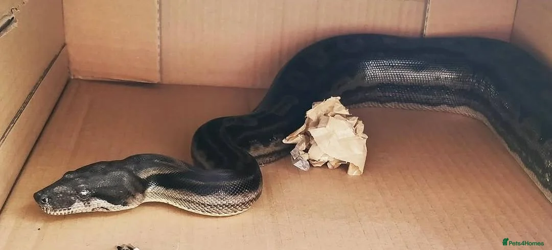 Snake reptiles for sale: female Motley Boa Constrictor in Burton-on-Trent - Advert 2
