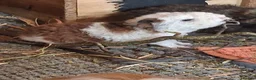 Guinea Pig rodents for sale: Beautiful Texel and Merino boars  - Advert 3