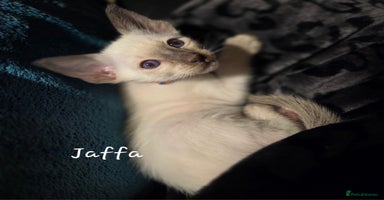 Siamese cats - Advert 3