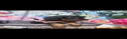 Doxiepoo dogs for sale: Beautiful F1 mixed doxipoo puppies  - Advert 15