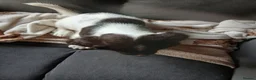 English Springer Spaniel dogs for sale: Springer spaniel - Advert 6