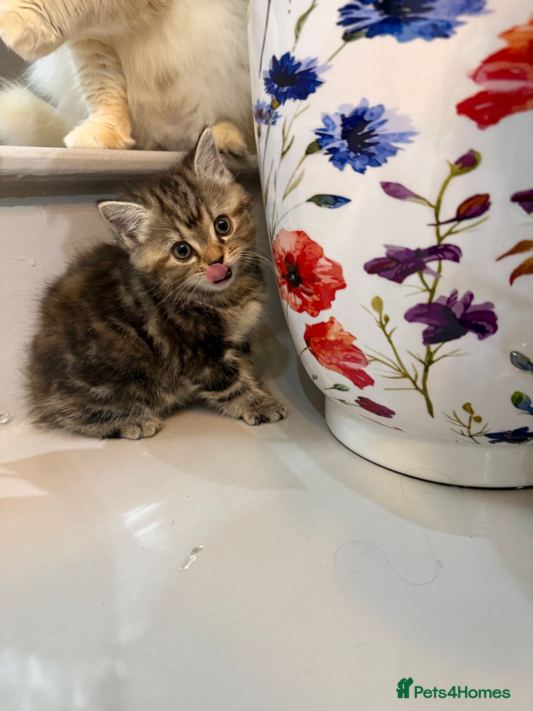 British Shorthair cats for sale: blend of Persian and British Shorthair - Advert 2