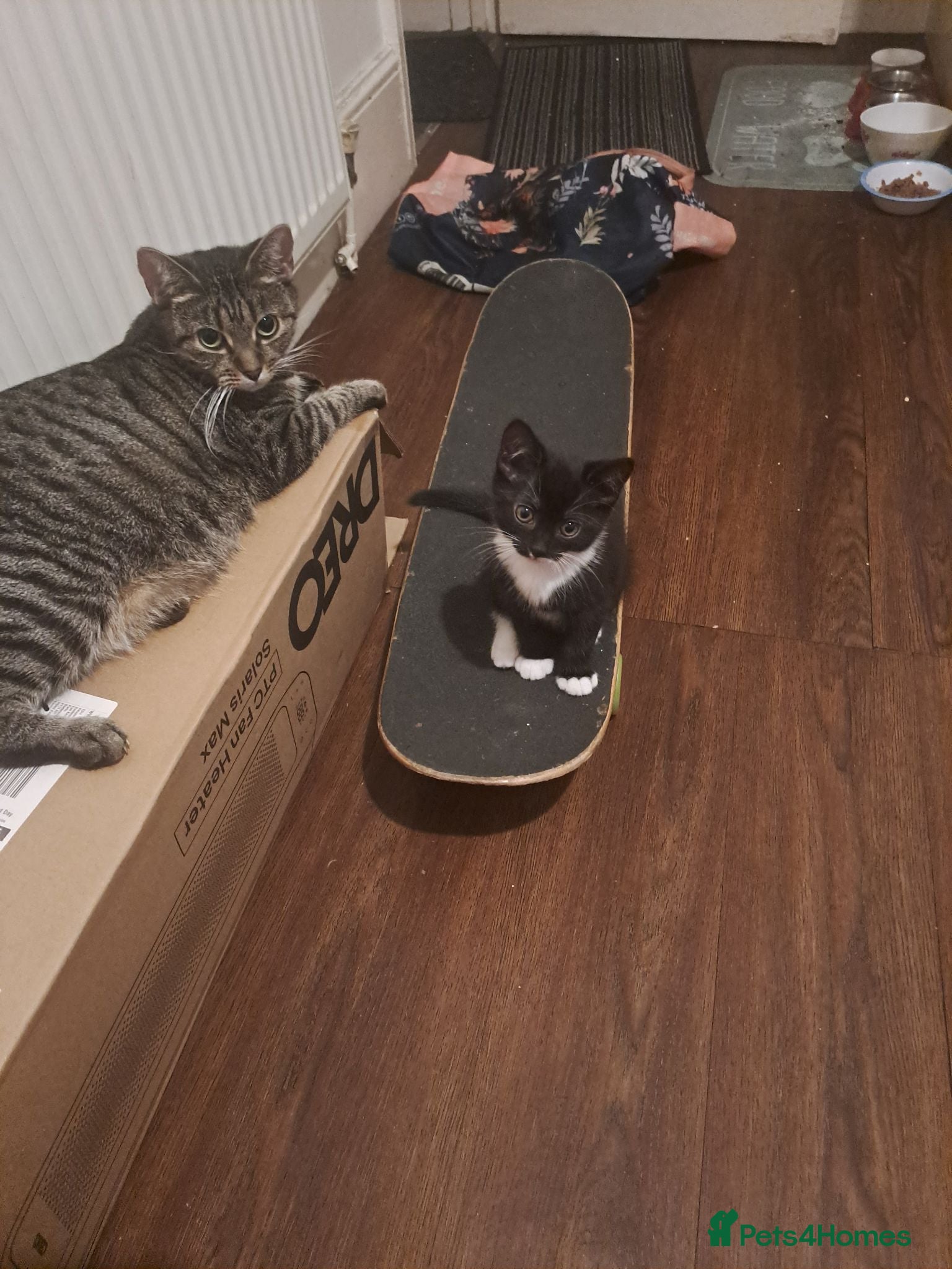 Mixed Breed cats Gorgeous kittens for sale - Advert 2