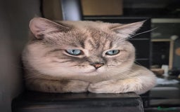 Scottish Fold cats for sale: Scottish Straight  - Image 10
