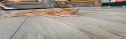 Mixed Breed cats for sale: 4 adorable kittens  - Advert 24