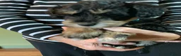 Schnoodle dogs for sale: Happy confident Schnoodle puppies  - Advert 32