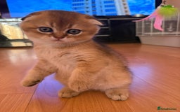 Scottish Fold cats for sale: Scottish fold kittens - Image 7