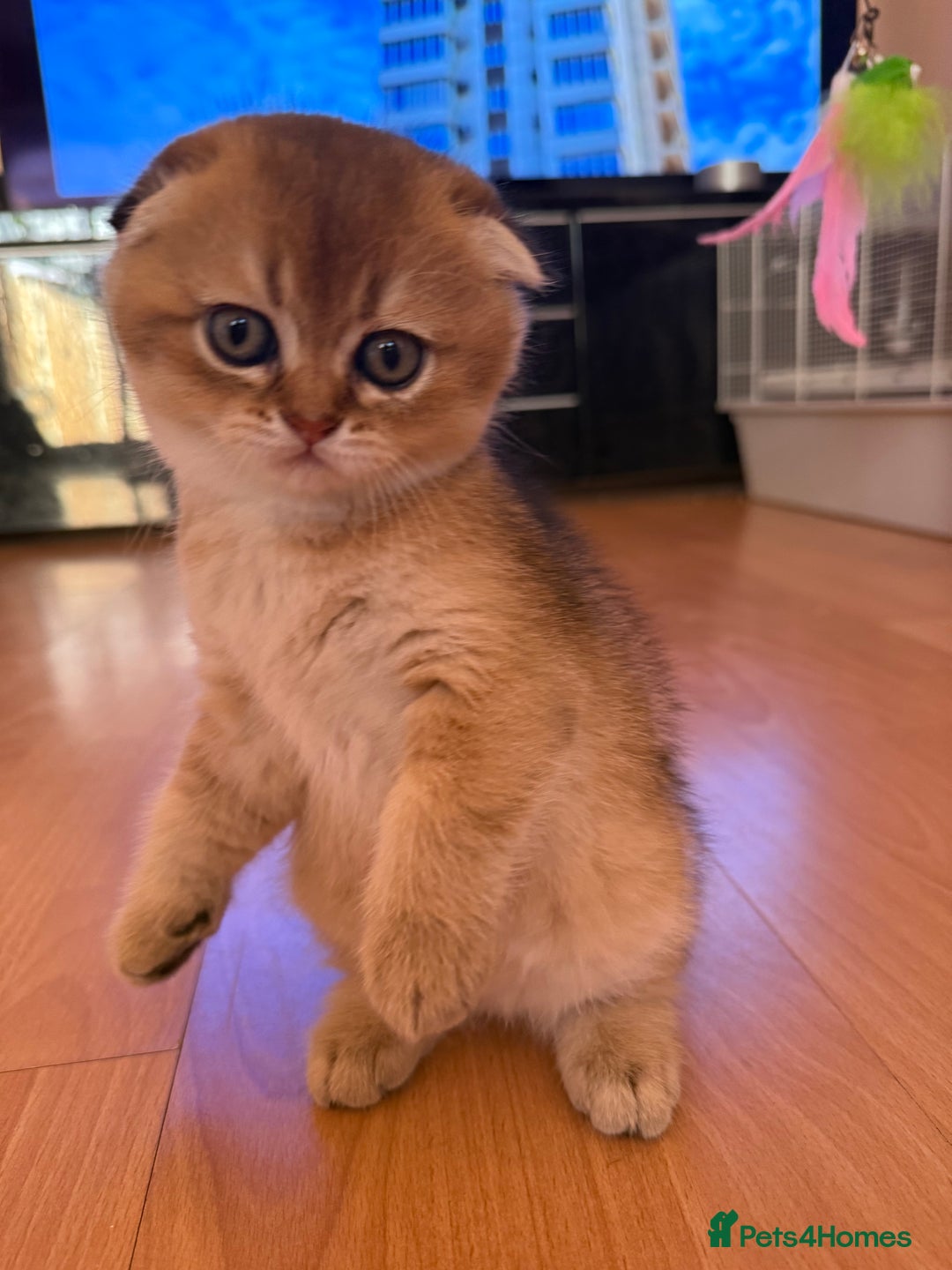 Scottish Fold cats for sale: Scottish fold kittens - Image 7
