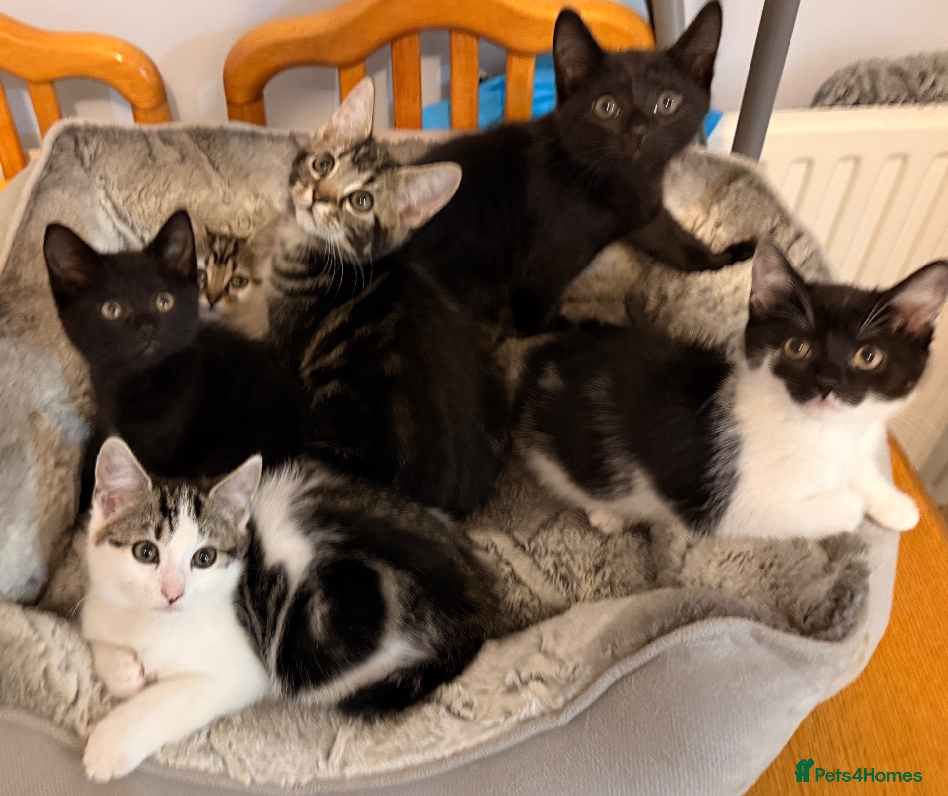 Domestic Shorthair cats for sale: Kittens for sale - Advert 21