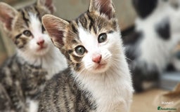 Domestic Shorthair cats for sale: Sweet Kittens *ready now* - Image 12