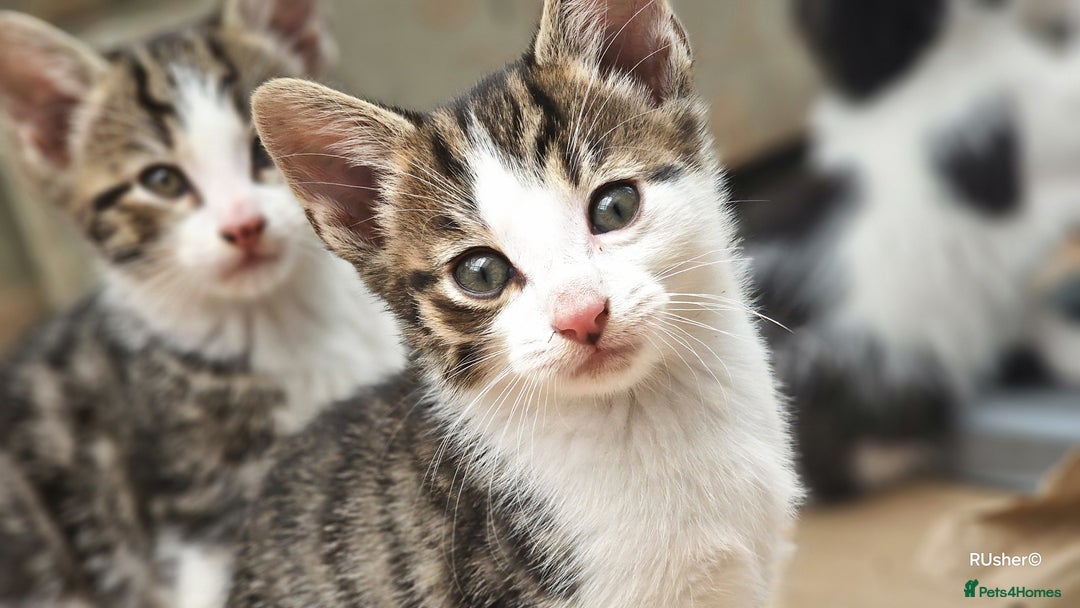 Domestic Shorthair cats for sale: Sweet Kittens *ready now* - Image 12