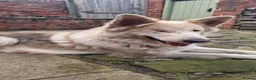 German Shepherd dogs for sale: 3 Beautiful German Shepherd Puppies - Advert 1