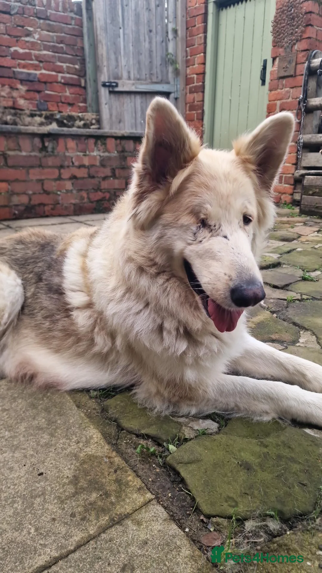 German Shepherd dogs for sale: 3 Beautiful German Shepherd Puppies - Advert 1