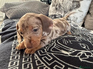 Dachshund dogs Only 2 girl puppies left ready 6th Dec - Advert 1