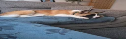 Akita dogs for sale: Akita 5 months - Advert 2