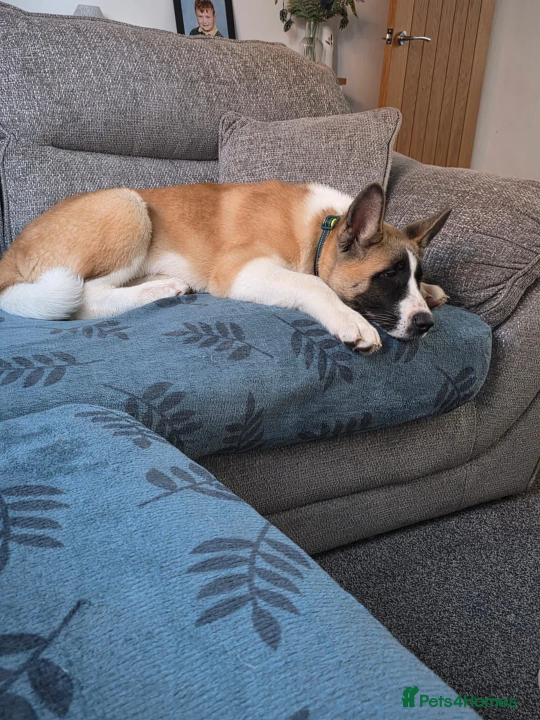 Akita dogs for sale: Akita 5 months - Advert 2