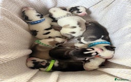Siberian Husky dogs for sale: Rare piebald husky puppies have now arrived  - Image 1