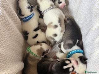 Siberian Husky dogs - Advert 11