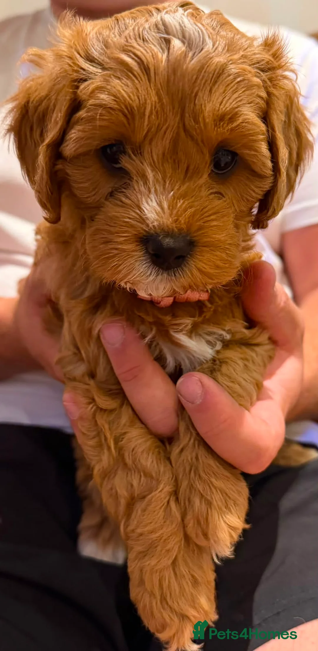 Cavapoo dogs for sale: Beautiful apricot cavapoos PRICE REDUCED £1900 - Advert 2