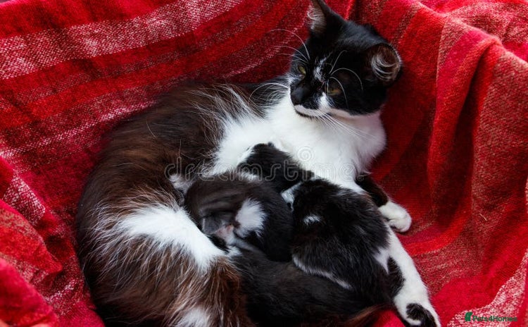 Mixed Breed cats - Advert 2