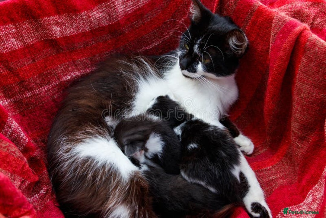 Mixed Breed cats for sale: Female kitten - Image 1