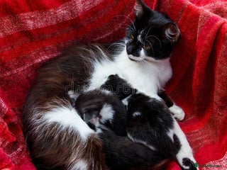 Mixed Breed cats for sale - Advert 1