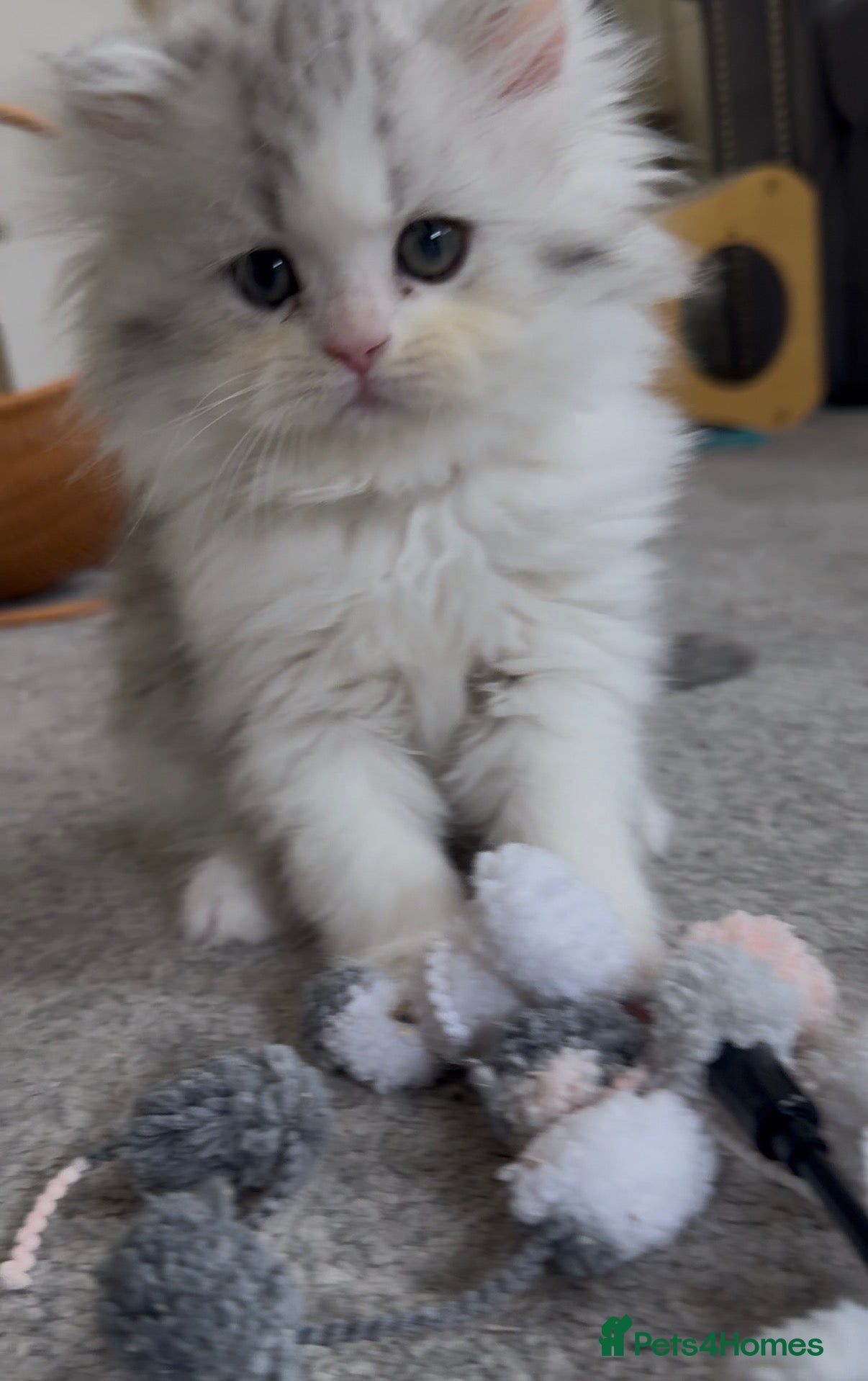 Persian cats for sale: Persian doll face kittens - Advert 11
