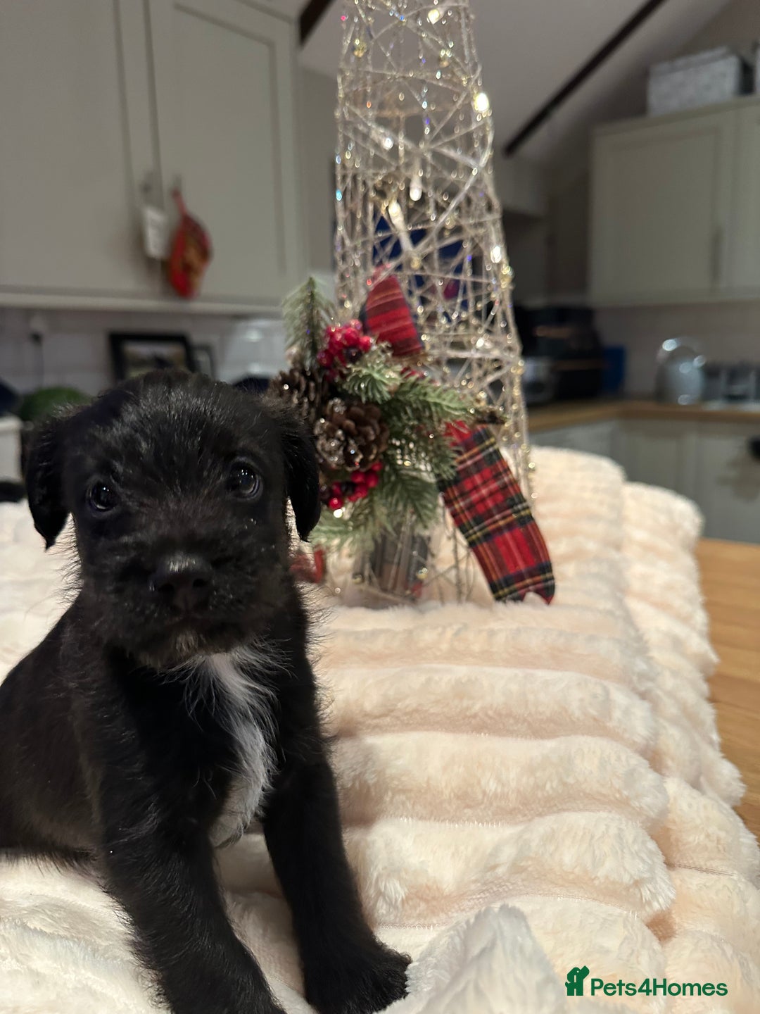 Jackapoo dogs for sale: Stunning Jackapoo Puppies - Advert 3