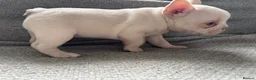 French Bulldog dogs for sale: French bulldog Puppies  - Advert 18