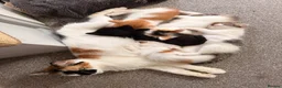 Mixed Breed cats for sale: 5 gorgeous playful little ones  - Advert 14