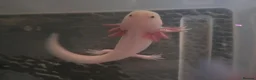 Axolotl reptiles for sale: Junior Axolotls - AVAILABLE NOW - Advert 4
