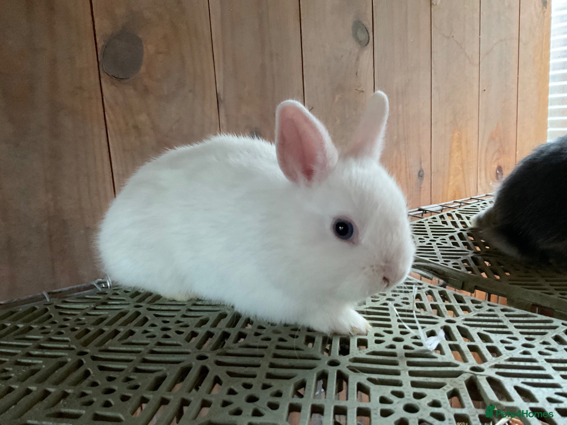 Netherland Dwarf rabbits Baby Netherland dwarf rabbits - Advert 1