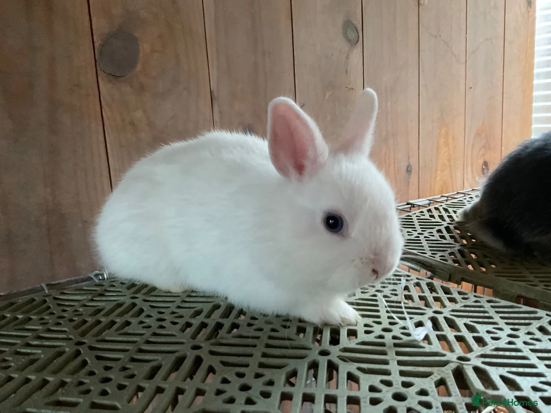 Netherland Dwarf rabbits for sale: Baby Netherland dwarf rabbits - Advert 1