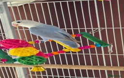 Lovebirds birds for sale: love bird and cage  - Image 1