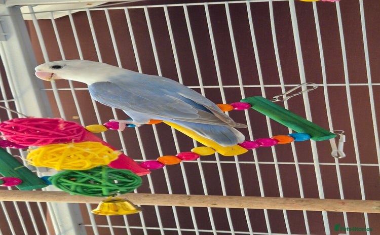 Lovebirds birds - Advert 3