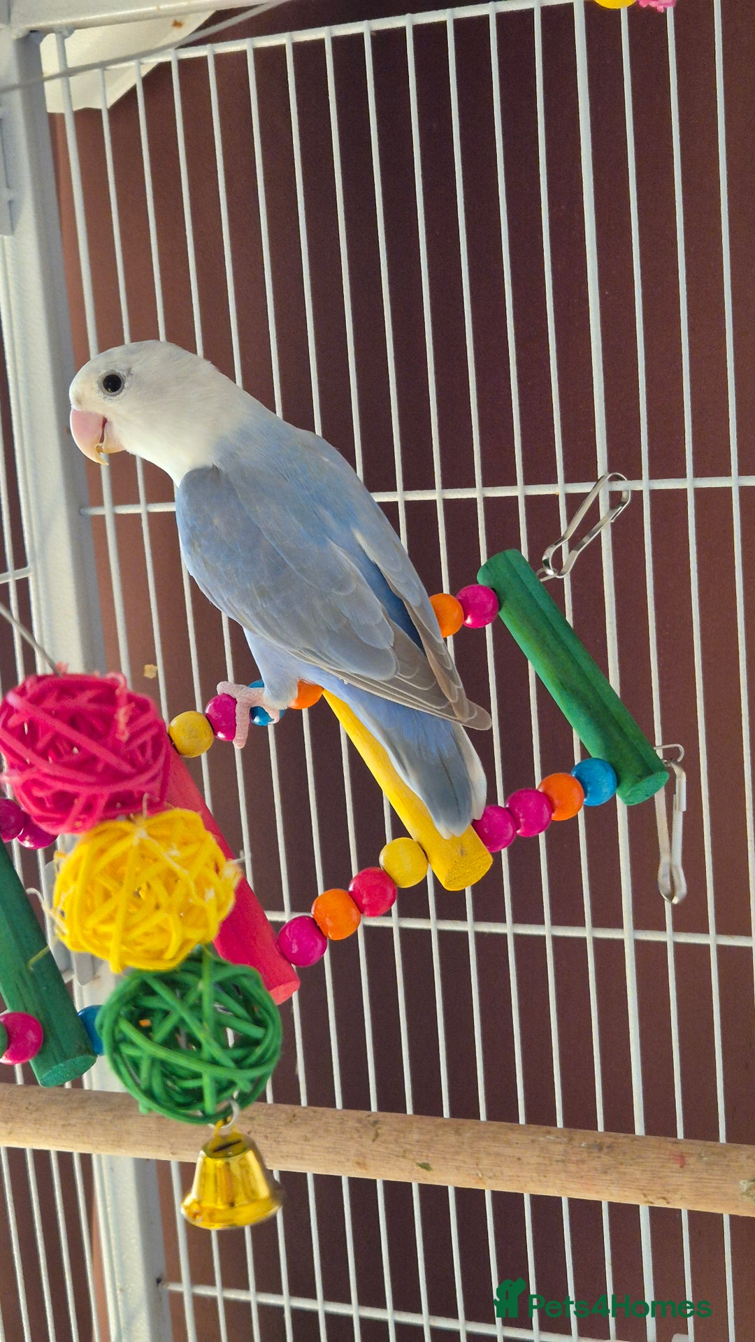 Lovebirds birds for sale: love bird and cage  - Image 1