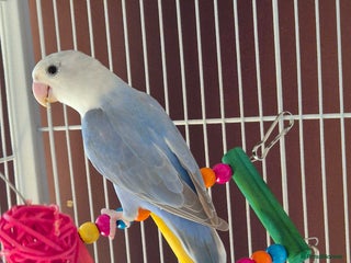 Lovebirds birds love bird and cage - Advert 11