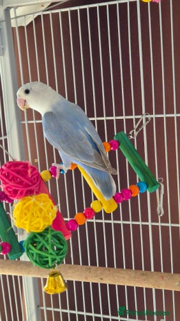 Lovebirds birds - Advert 3