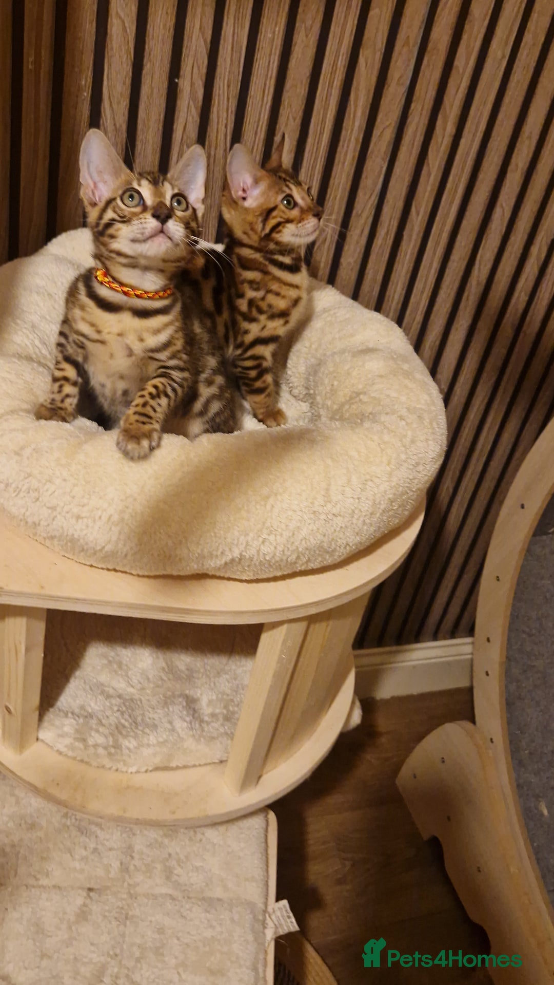 Bengal cats for sale: Beutifull kittens❤️ - Advert 9