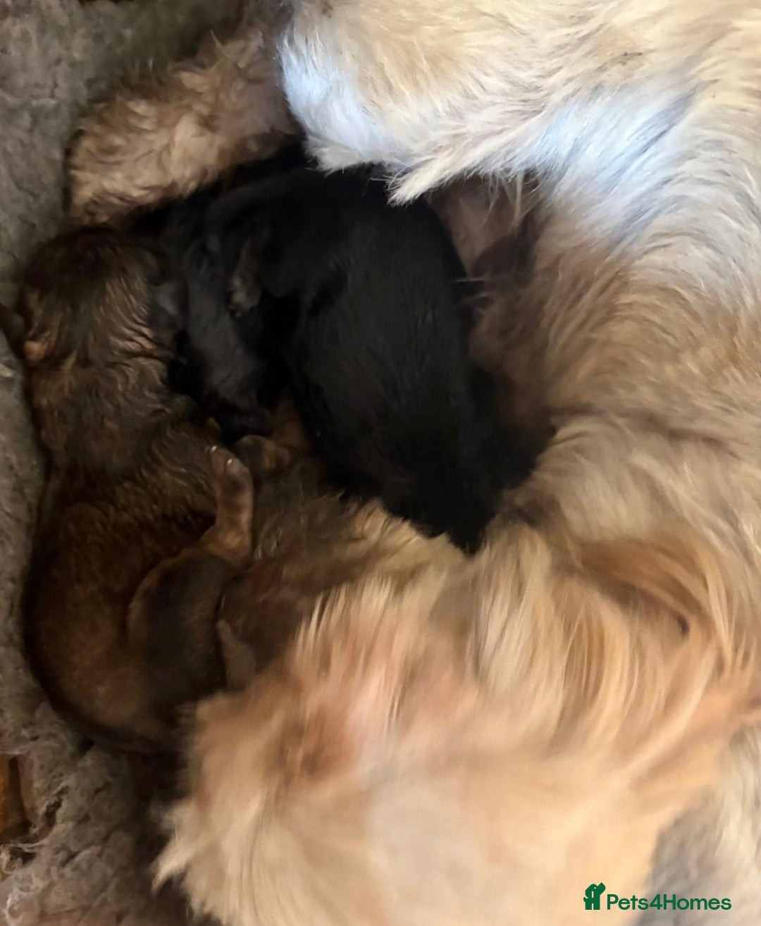 Shihpoo dogs for sale: Stunning Phantom Shihpoos! - Advert 20