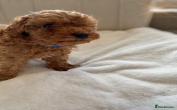 Cavapoochon dogs for sale: Premium Quality Teddy Toy Cavapoochons F1B - Advert 6