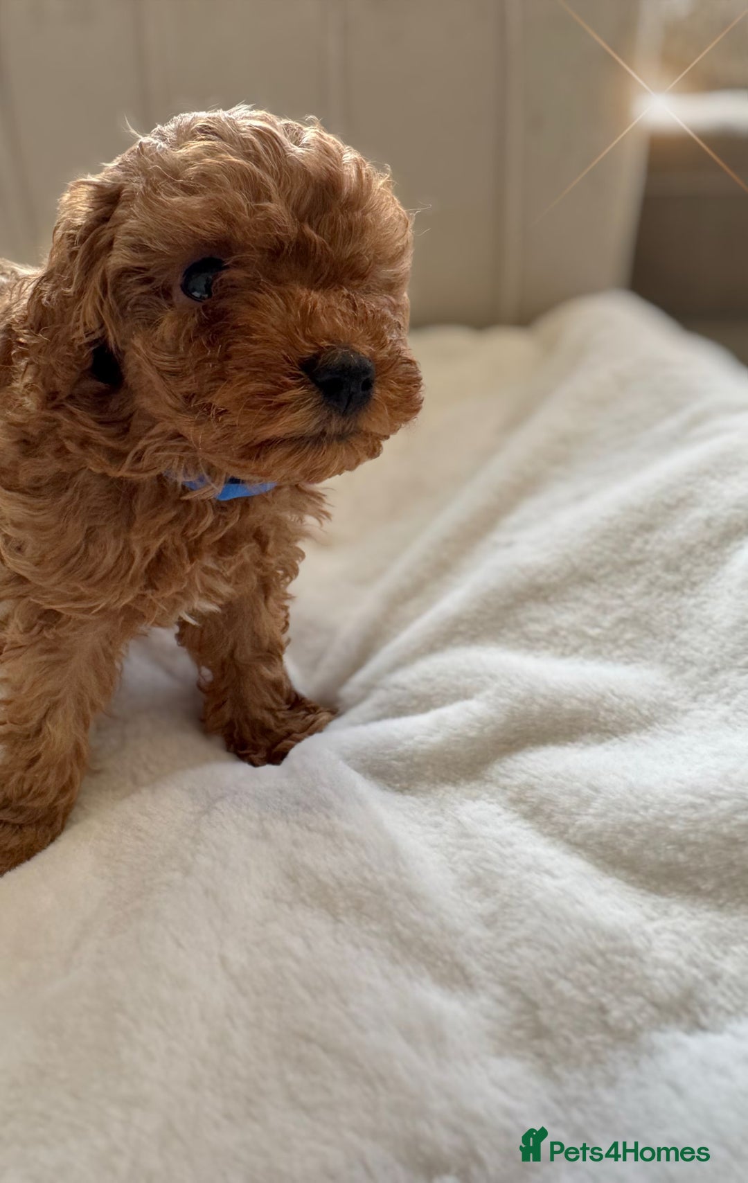 Cavapoochon dogs for sale: Premium Quality Teddy Toy Cavapoochons F1B - Advert 6