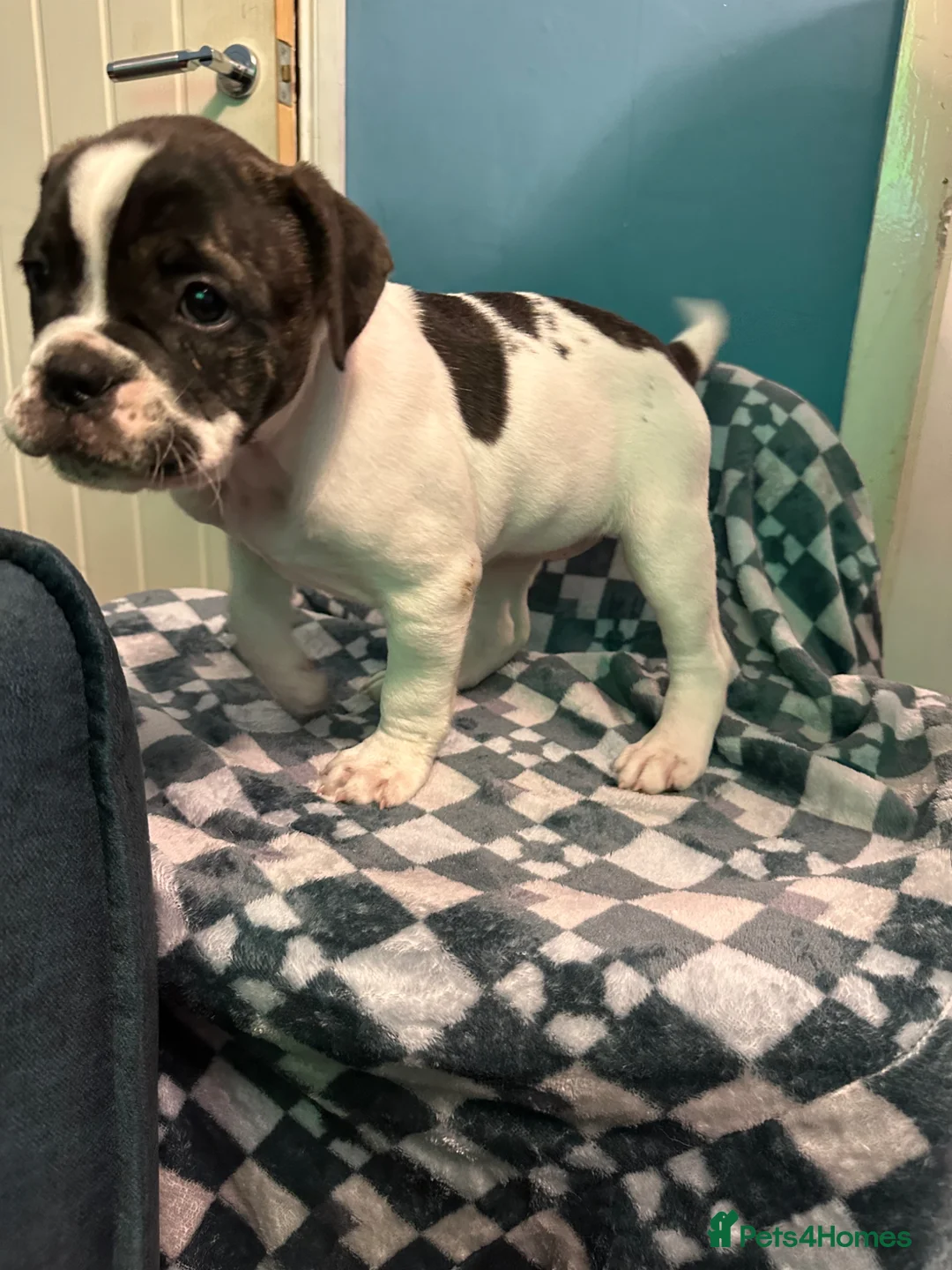 Dorset Olde Tyme Bulldogge dogs for sale: 9 Week old stunning pups in Saint Helens - Advert 2