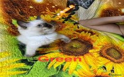 Ragdoll cats for sale: 🐈❤️5 Pure Ragdolls Waiting for Loving Family❗️❤️ - Image 20