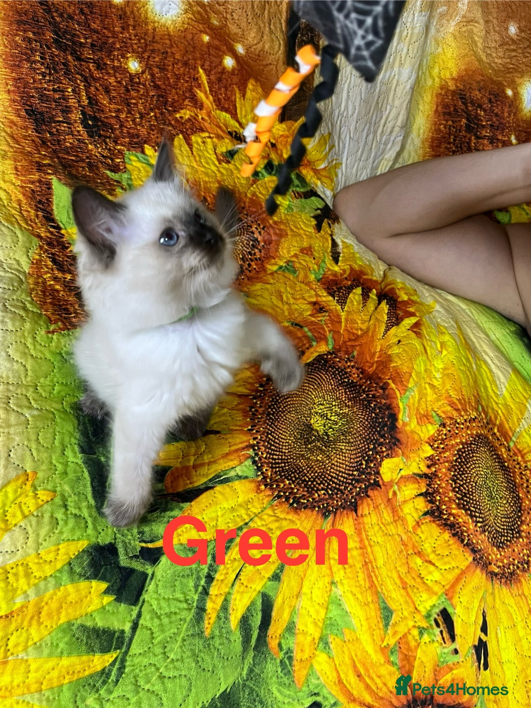 Ragdoll cats for sale: 🐈❤️5 Pure Ragdolls Waiting for Loving Family❗️❤️ - Image 20