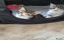 Mixed Breed cats for sale: Beautiful mixed kittens 2 boys 2 girl - Image 4