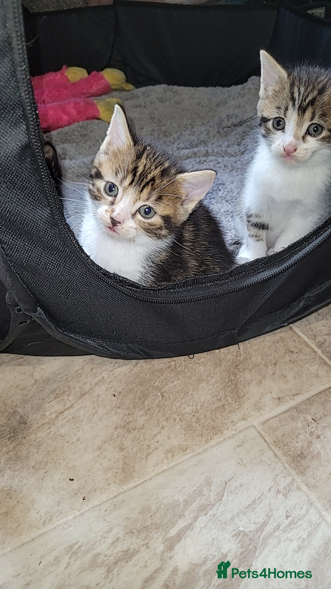 Mixed Breed cats for sale: Beautiful mixed kittens 2 boys 2 girl - Image 4