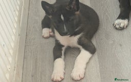 Akita dogs for sale: Akita pups READY NOW!! REDUCED  - Image 18