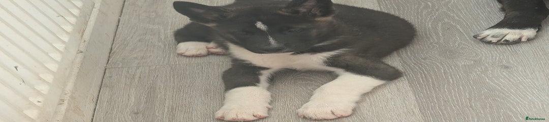 Akita Puppy 1