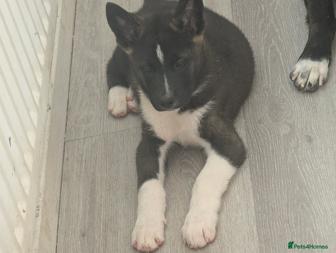 Akita dogs for sale: Akita pups READY NOW!! REDUCED  - Image 18